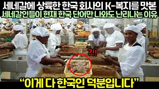 세네갈에 상륙한 한국 회사의 K-복지를 맛본 세네갈인들이 현재 한국 단어만 나와도 난리나는 이유