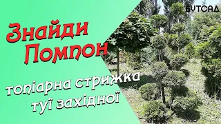 Топіарна стрижка Помпонів з Туї західної. UA та RUS субтитри