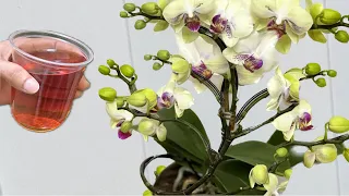 Pour once! Orchids immediately bloom all year round in this easy way