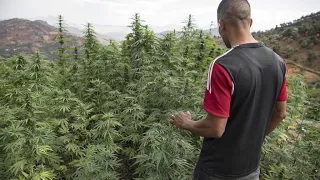 Le Maroc s'apprête à légaliser l'usage thérapeutique du cannabis