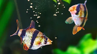 10 of Our Favorite Foods for Aquarium Fish