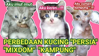 PERBEDAAN KITTEN PERSIA, MIXDOM DAN KITTEN KAMPUNG // miu meow