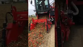 Field Demo Of Tomato Harvester in Italy || Made by P. Barigelli & C. SRL Italy || #shorts