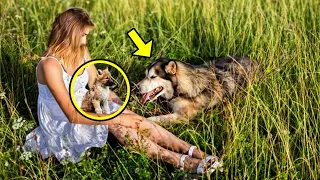 Die Wölfin legte ihr krankes Baby in die Arme der Frau und schrie um Hilfe, dann passierte DAS!