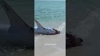 Group helps mako shark back into water