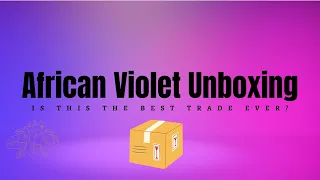 African Violet Trade Unboxing - March 2023