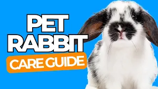 PET RABBIT CARE 101 - Happy Pet Rabbit Guide for Beginners