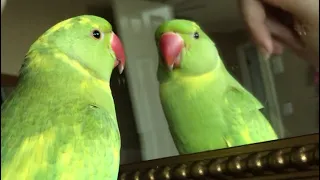 Cute parrot talking and answering questions “so funny”