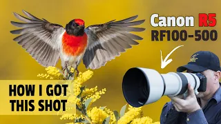 How I Used SETUPS to Capture STUNNING Shots Using the Canon R5 & RF100-500