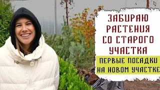 Какие растения я забираю со старого участка  | Первые посадки на новом участке