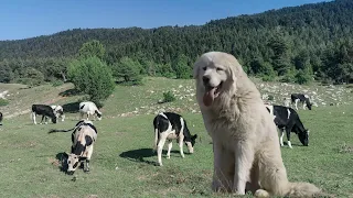 The Great Pyrenees Dog-Ferocious Protector Dog from Pyrenean Mountains