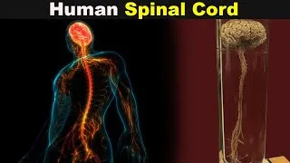 How Spinal Cord Works? | Spinal Cord Structure And Function (Urdu/Hindi)