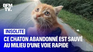 Ce chaton abandonné est sauvé par un motard au milieu d'une voie rapide