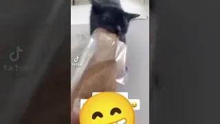 A VERY HUNGRY CAT