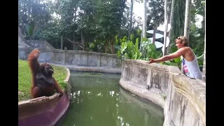 Clever Orangutan Makes a Fair Trade With Human || Animal lover