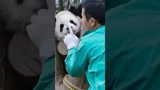 治愈系“小甜睿”，睿宝的小动作真的很像姐姐，是不是福宝姐姐给睿打电话了，让睿好好安慰一下姜爷爷。