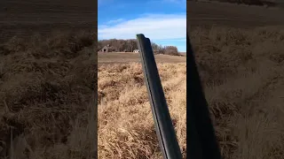 Pheasant hit 3 times! Point and shoot!