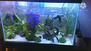 20 Gallon Species Only Tank Emperor Tetras