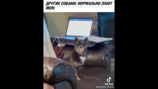 Новое видео с доберманом