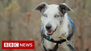 Australia Fires: Bear the rescue dog saves koalas - BBC News