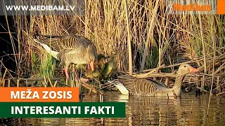 Meža zosis - interesanti fakti. Novērojums/Greylag Goose in Latvia