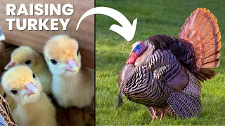 Raising Turkey for Beginners - What you need to know to get started!