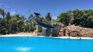 Loro Parque - Flying Dolphins