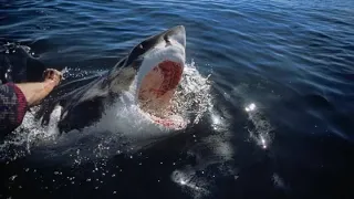 Fatal Sydney Shark Attack