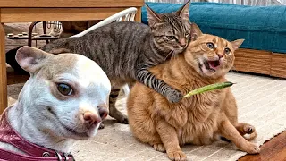 New Funny Animals😪🐶Best Funny Dogs and Cats Videos Of The Week😁#4