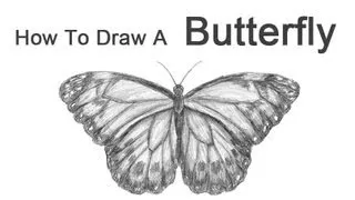 How to Draw a Butterfly