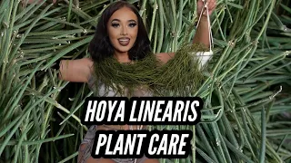 HOYA LINEARIS - plant care tips