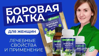 Боровая матка для женщин: лечебные свойства, как принимать, боровая матка+красная щетка, где купить