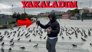 Yabani Güvercinler Arasında Kaçak Avı ( Amca Dönek Yakaladım )