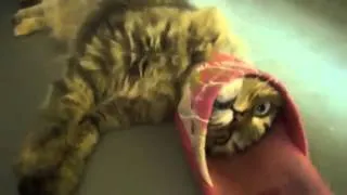 A Cat Gets Stuck While Playing With A Slipper