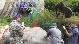 People helping an elephant that has difficulty walking due to foot injuries.