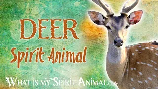 Deer Spirit Animal | Deer Totem & Power Animal | Deer Symbolism & Meanings