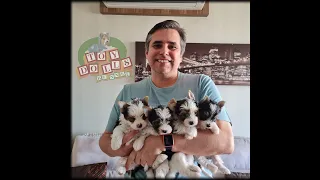 Biewer Yorkshire Terrier - Canil Toy Dolls - São Paulo-  Brasil