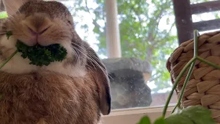 Parsley DEMOLISHING Cute Bunny Rabbit ASMR | Bunny TV 🍀🐰