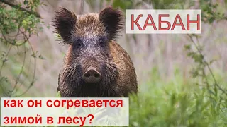 КАБАН (Sus scrofa). Энциклопедия дикой природы