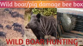 WILD HONEY BEES /HUNTING WILD BOAR /wild swine/wild pig