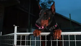 Vek Dobermana