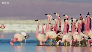 March of the Flamingoes Funny