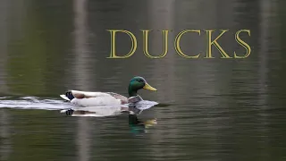 Spring Ducks [relaxing music with nature sounds]