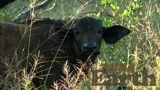 WildEarth - Sunset Safari - 22 May 2020