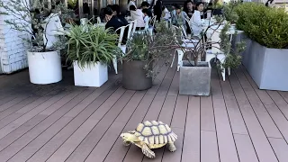 わぁー亀だー☆お台場カメ「福亀GOちゃん」African spurred tortoise