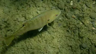 Underwater Life in the South Fork Eel River