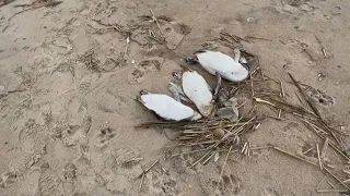 On Uruguayan shore, about 2,000 penguins wash up dead