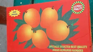 Best quality indian Alphonso mangoes| season's first Alphonso