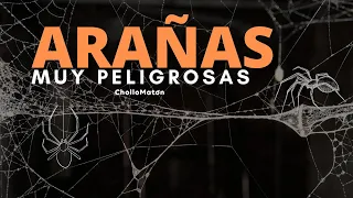 Conoce las ARAÑAS más PELIGROSAS y VENENOSAS del mundo. The world's most dangerous spiders 🕷️