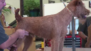 Show Grooming or Competition Grooming Harsh Coated Terriers